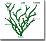 herpes virus genome tree